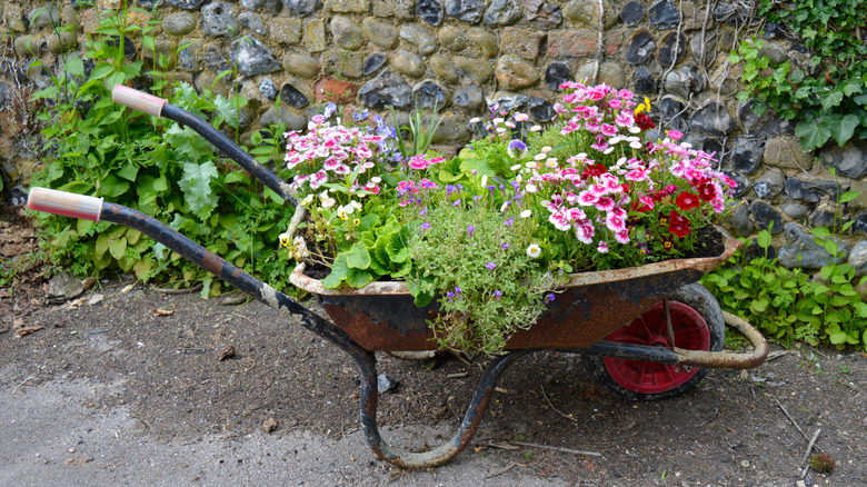 wheel barrow planter