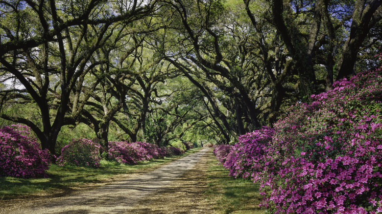 A dirt road lined with azaleas and oak trees