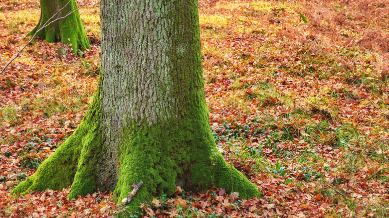 Base of an oak tree showing the root collar