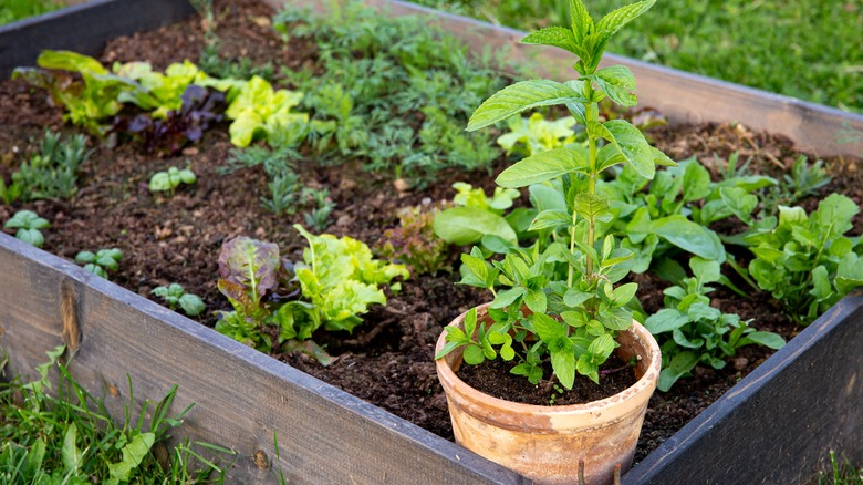 mint in clay pot in garden