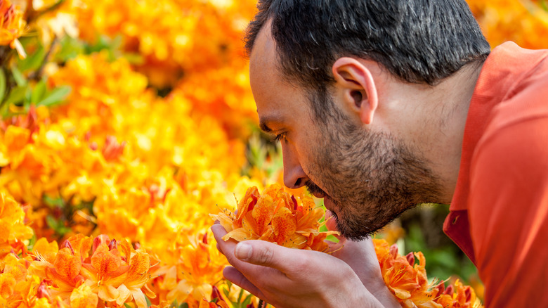 Man smelling yellow azaleas