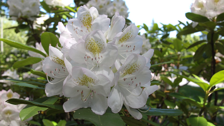 White rhododendron bloom