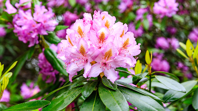 Pink rhododendron bloom