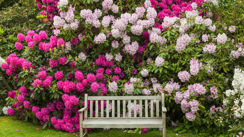 Rhododenrons behind a bench