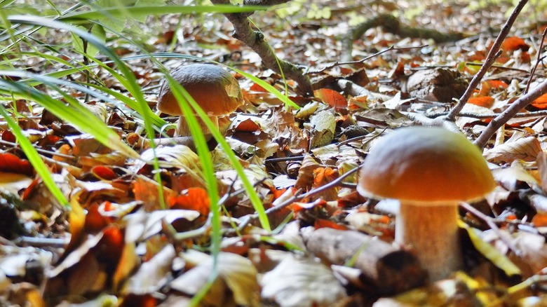 Mushrooms growing in organic matter