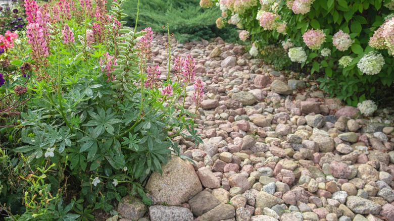 Crushed rock garden pathway among flower plants