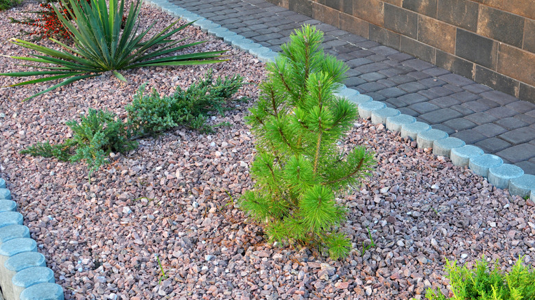 Garden bed with gravel