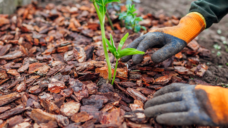 gardener applying natural pine mulch