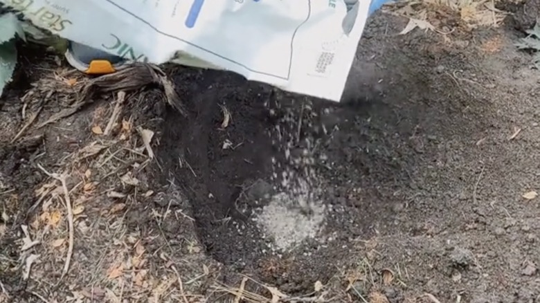 Pouring soil starter in a hole