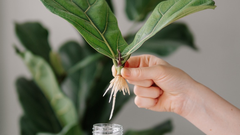 Hands holds a rooting plant