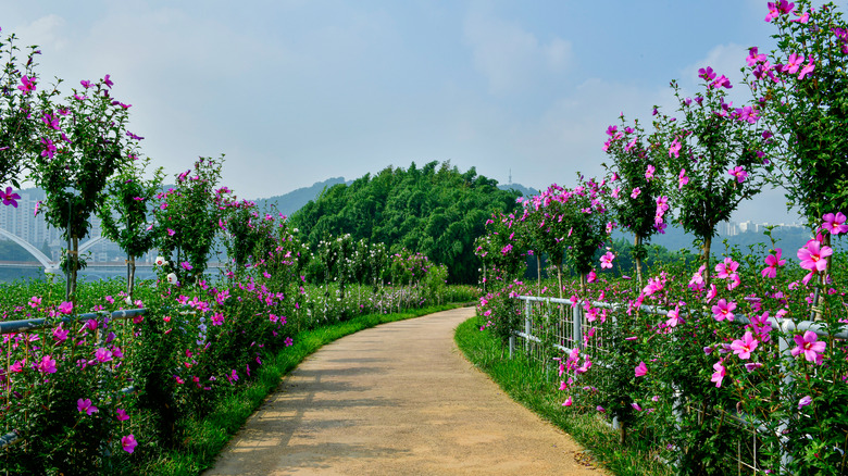 Pathway with rose of Sharon
