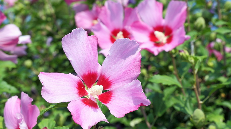 Pink and red rose of Sharon shrub