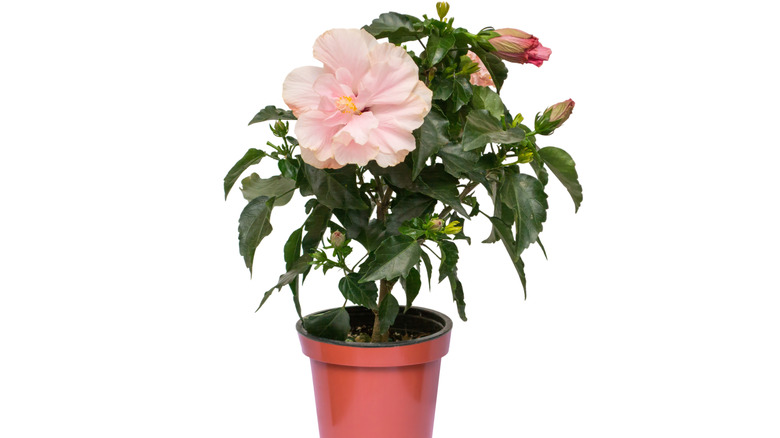 Potted rose of Sharon