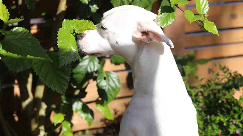 Dog sniffing plant leaves