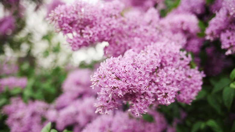 Lilacs