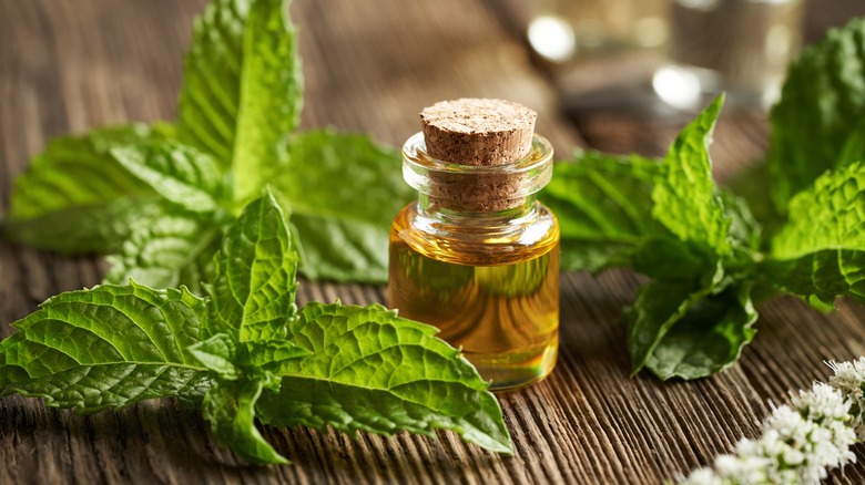 Peppermint essential oil and leaves