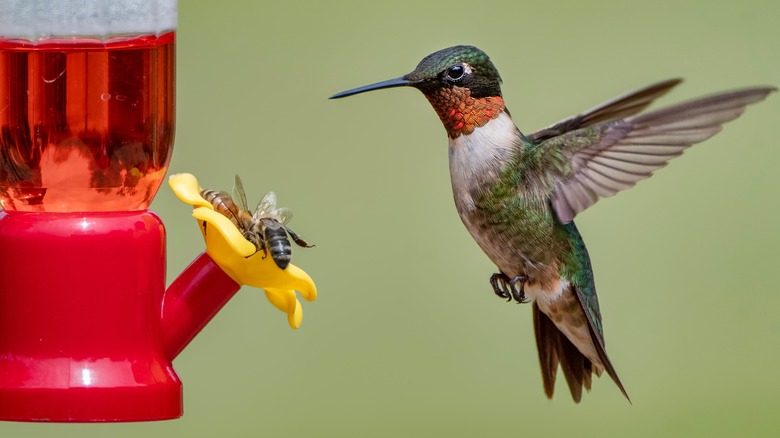 Hummingbird and bees at feeder