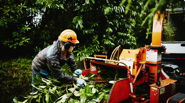 Branches being fed into a rental wood chipper