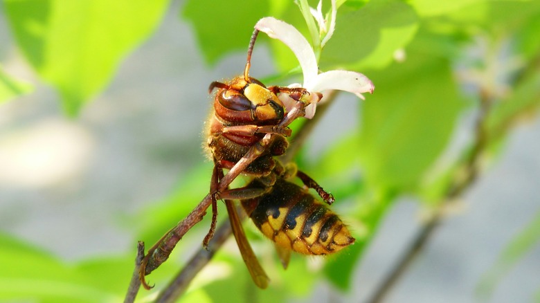 A yellowjacket wasp rests on a flower