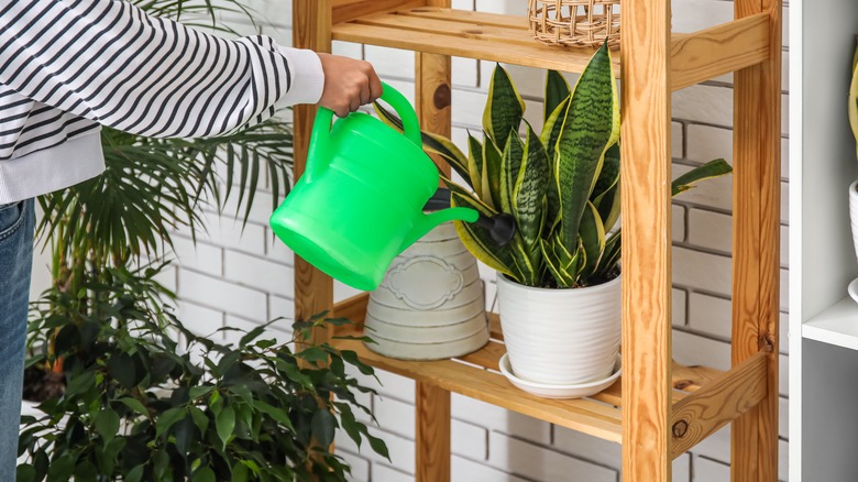 Person watering a potted snake plant