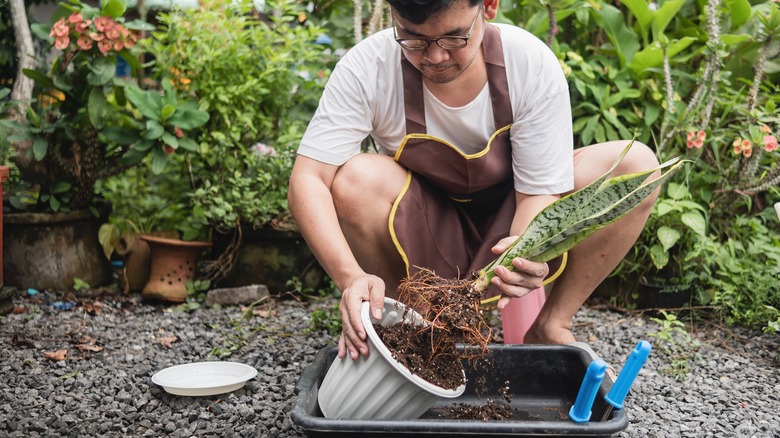 Man in his garden repotting a snake plant