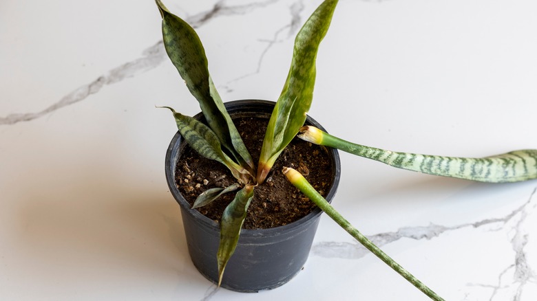 Image of a dying snake plant