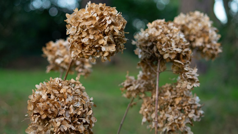 Dried hydrangea flowers