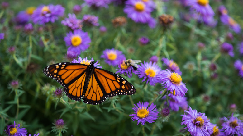 butterfly on asters