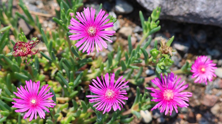 pink flowering asters