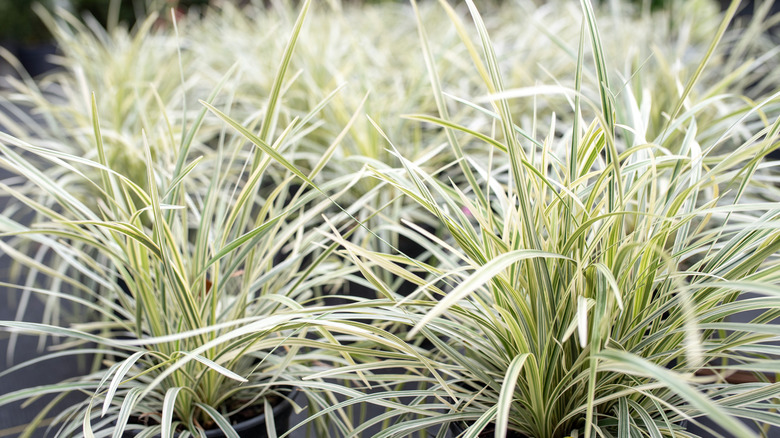 aztec grass