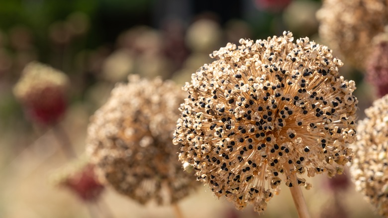 Dried allium bulb with seeds