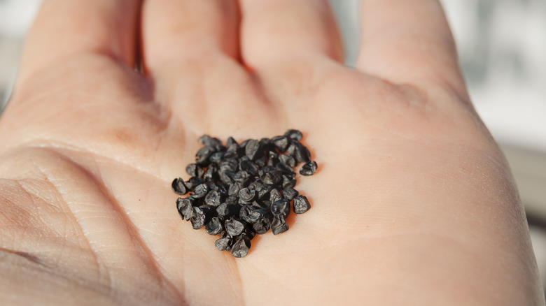 Person holding black allium seeds 