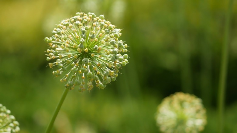 White allium bulb