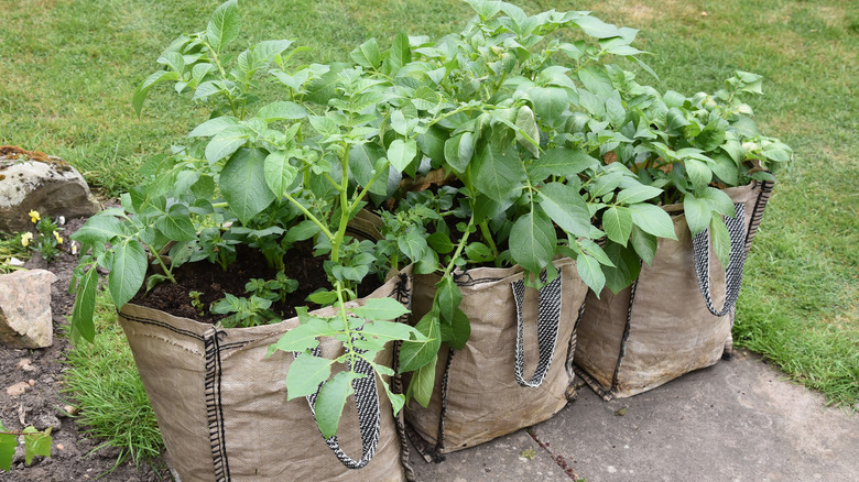 plants growing in large bags