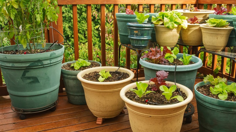 plants growing in plastic pots