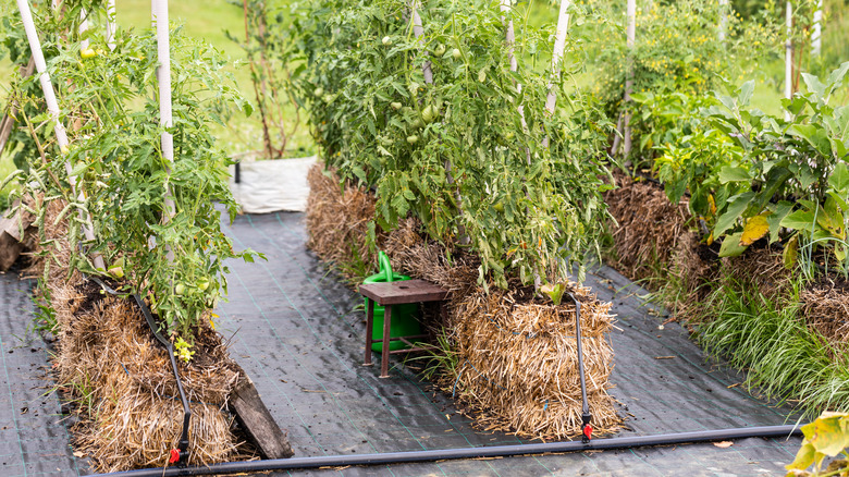 plants growing in straw bales