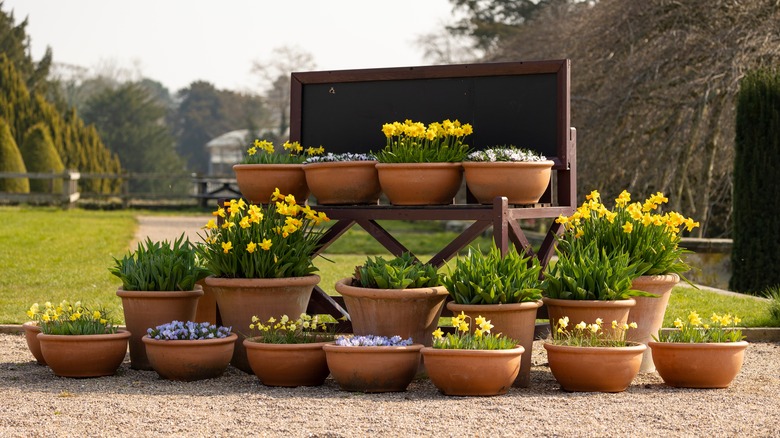 flowers in terracotta pots