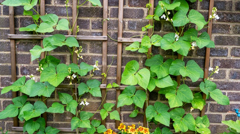 window trellis