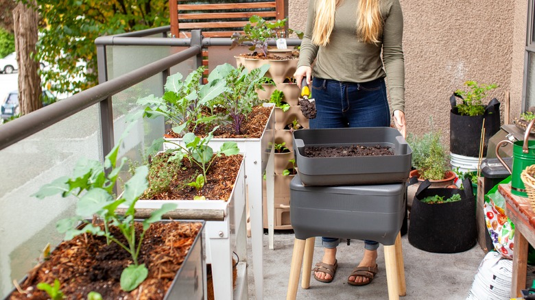 women tending raised garden beds