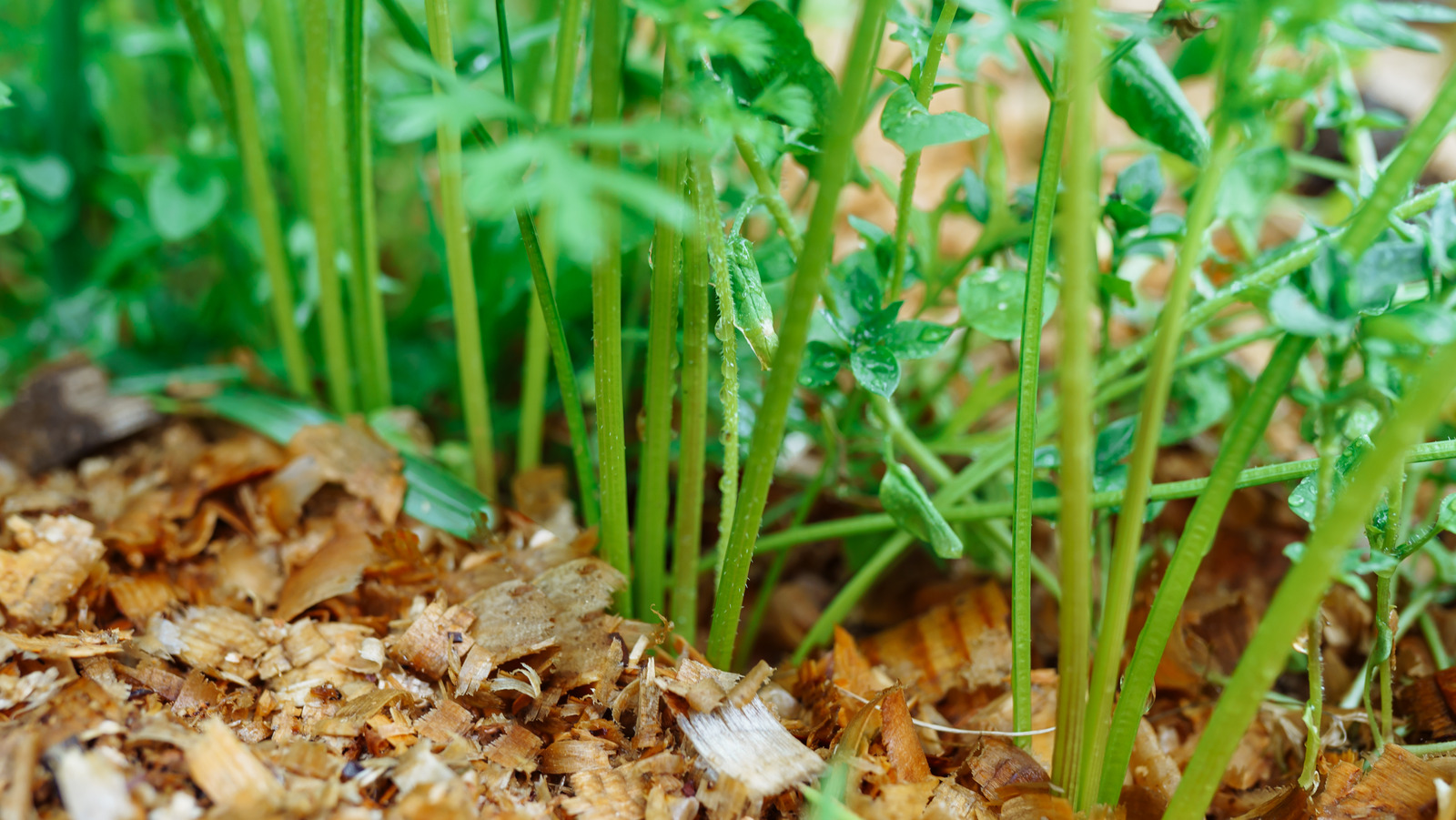 save-workshop-wood-shavings-to-help-your-garden-thrive