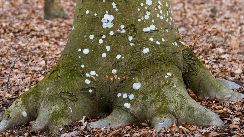 A close up photo of beech bark disease