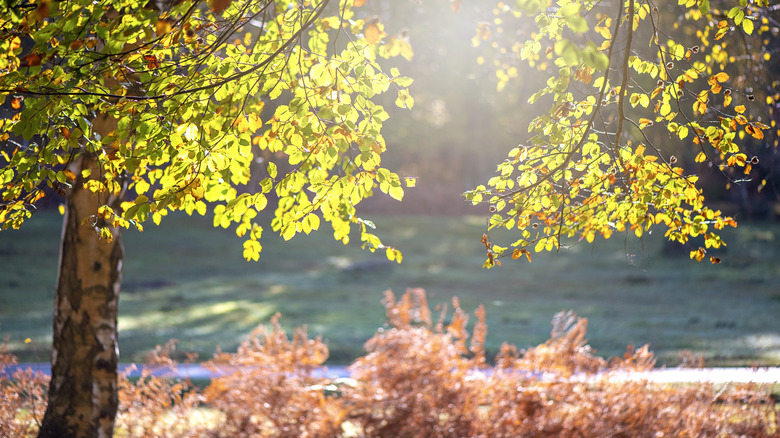 Beautiful beech tree in the fall