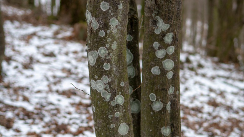 Close up of beech tree in winter with Beech Scale Disease