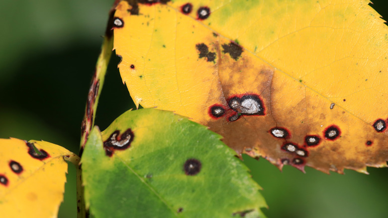 leaf spots on plant leaves