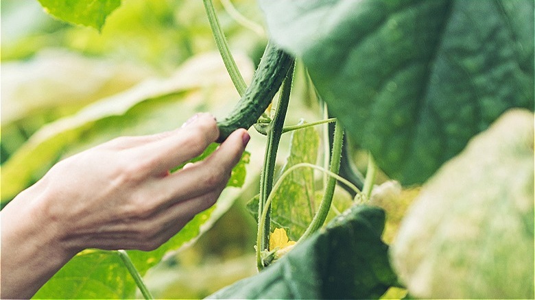 Hand touching small cucumber