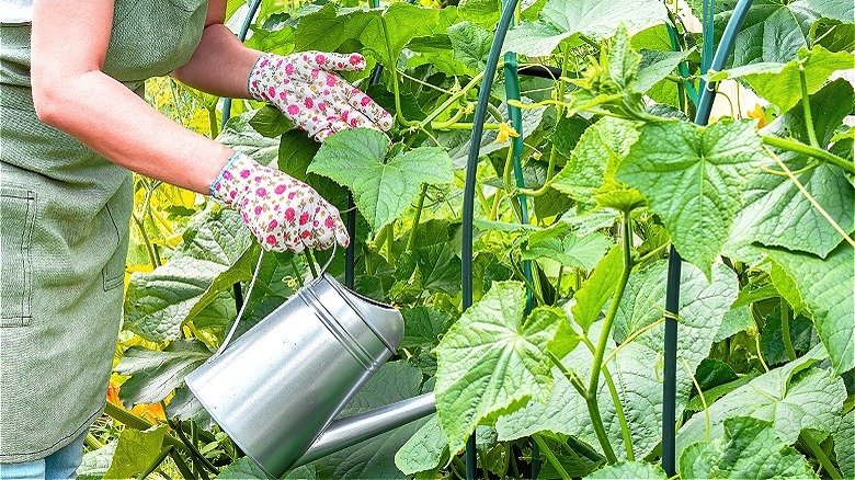 Person watering vegetable garden