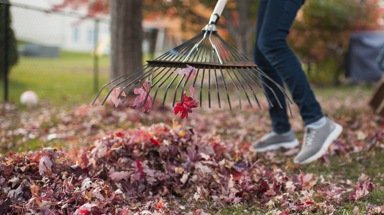 Person raking leaves in backyard