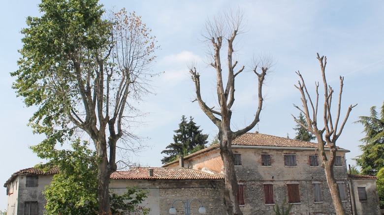 Trees dying from canker stain