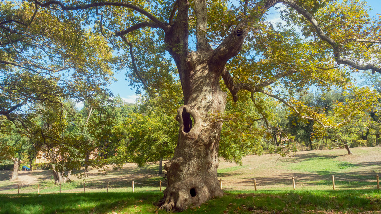 London plane tree in orchard