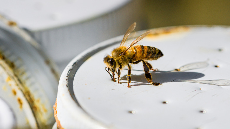 bee drinking water from hole